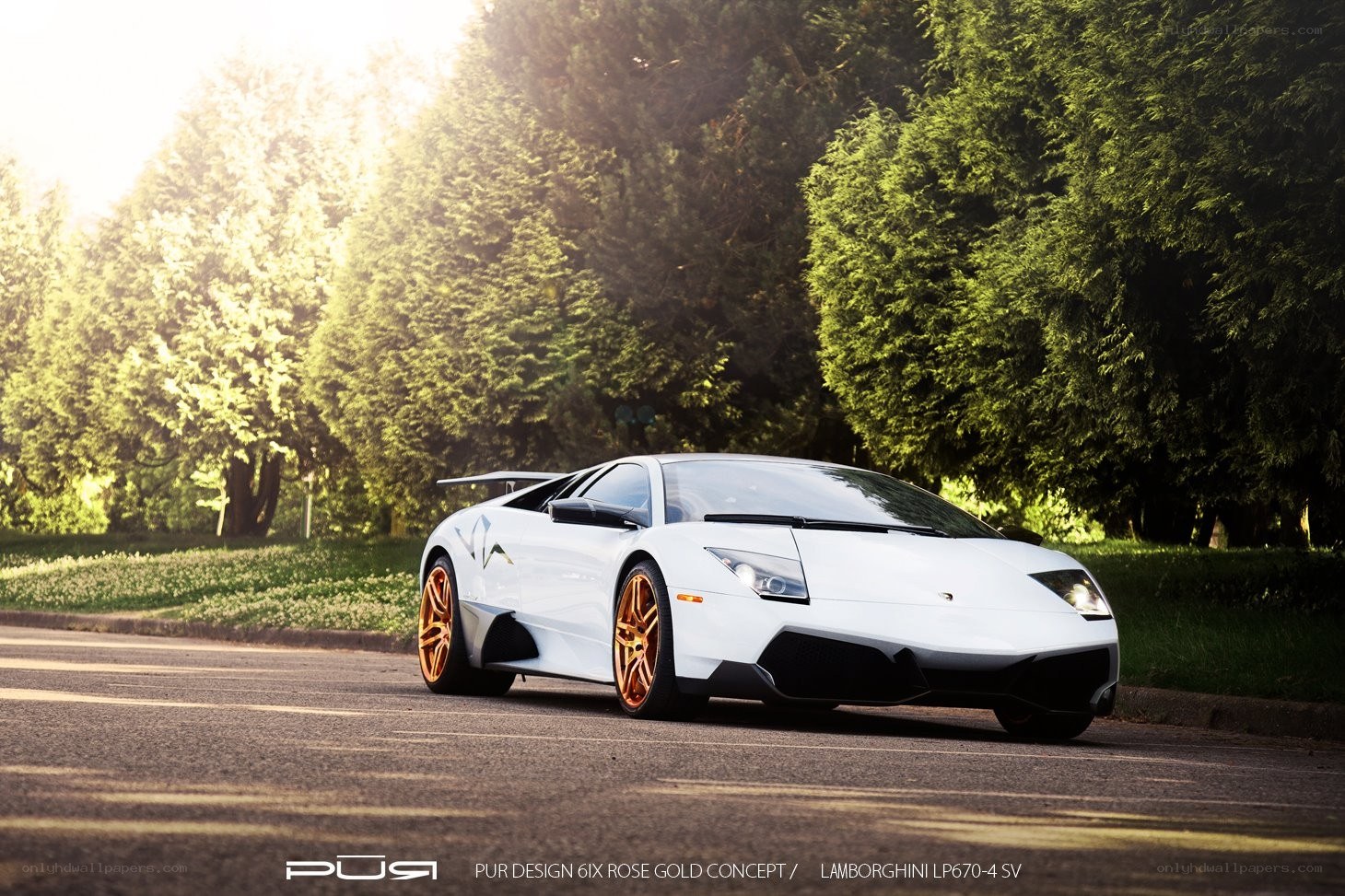 White Lamborghini on a tree-lined road