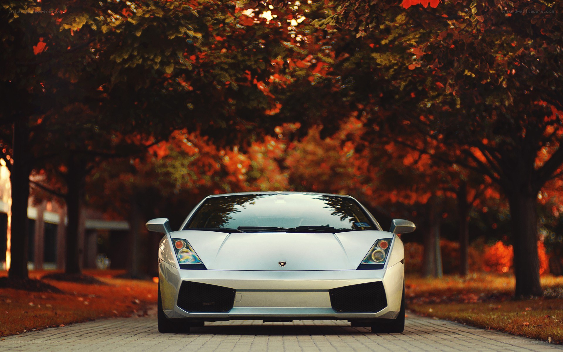 White Lamborghini on autumn road