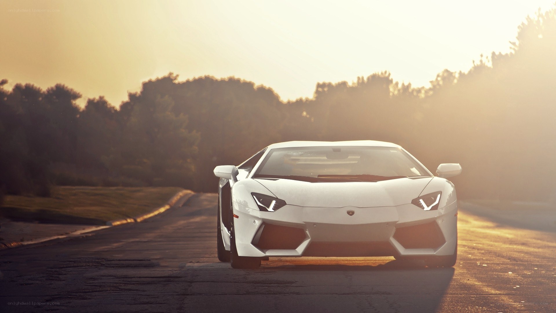 white lamborghini on road