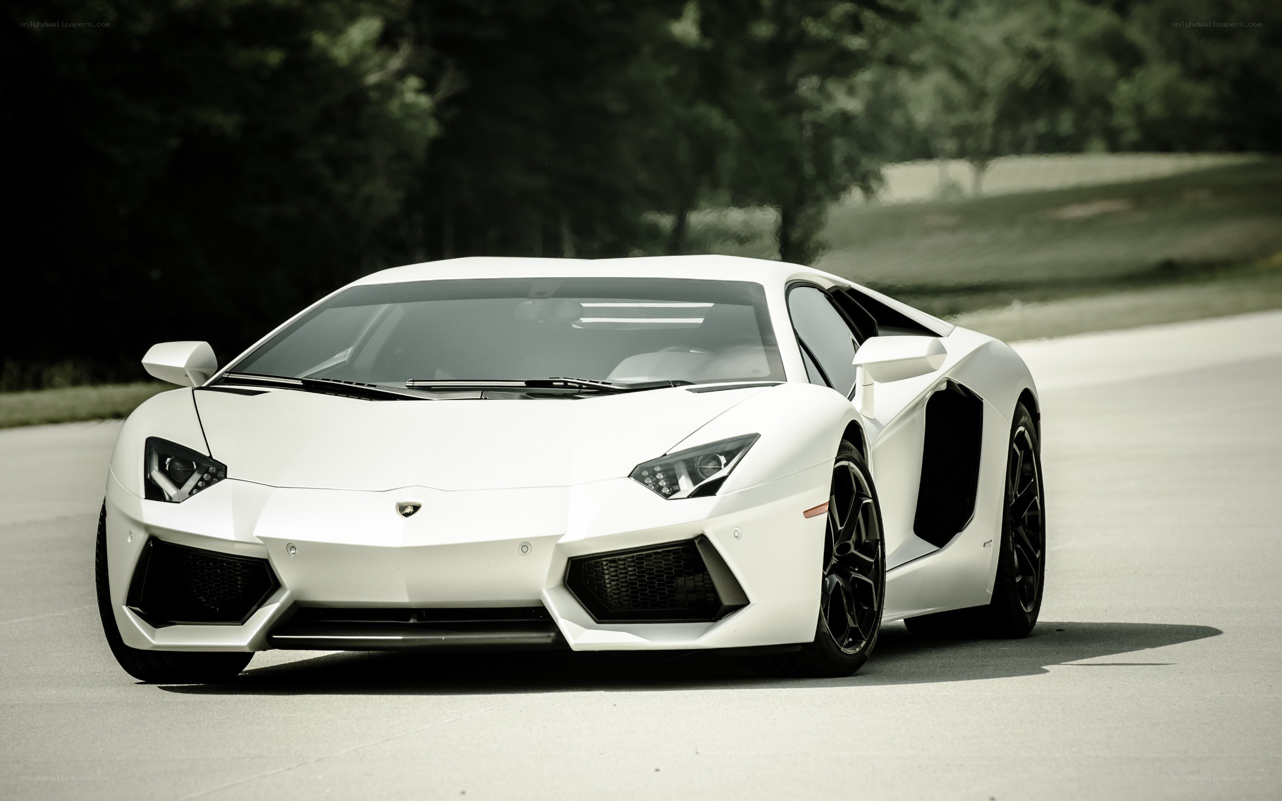 white lamborghini on road