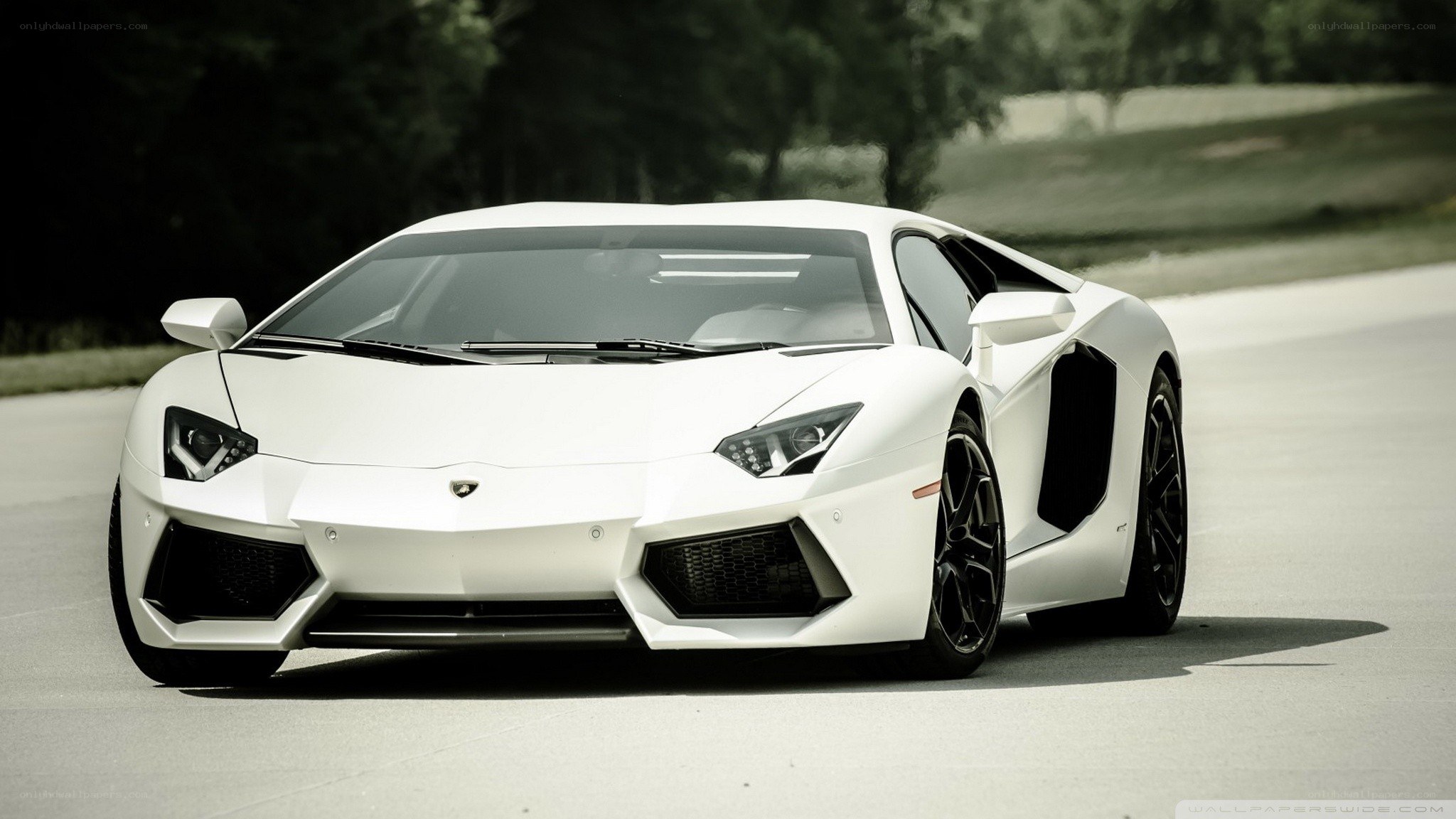 white lamborghini on road
