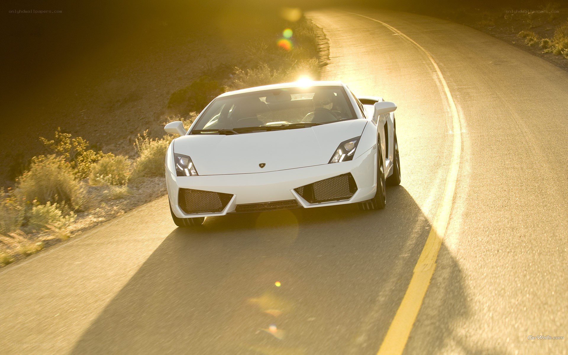 white lamborghini on winding road