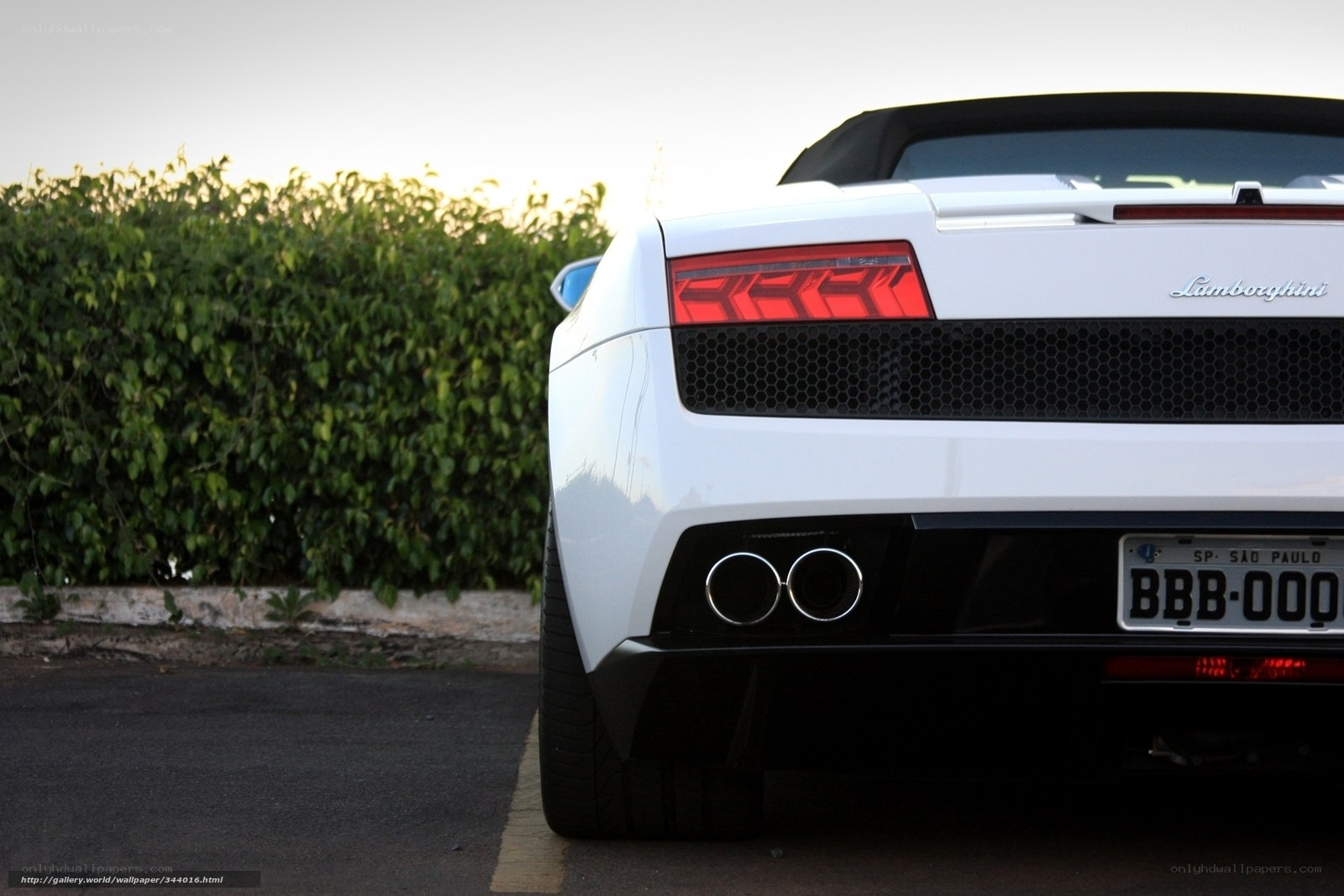 white lamborghini rear view