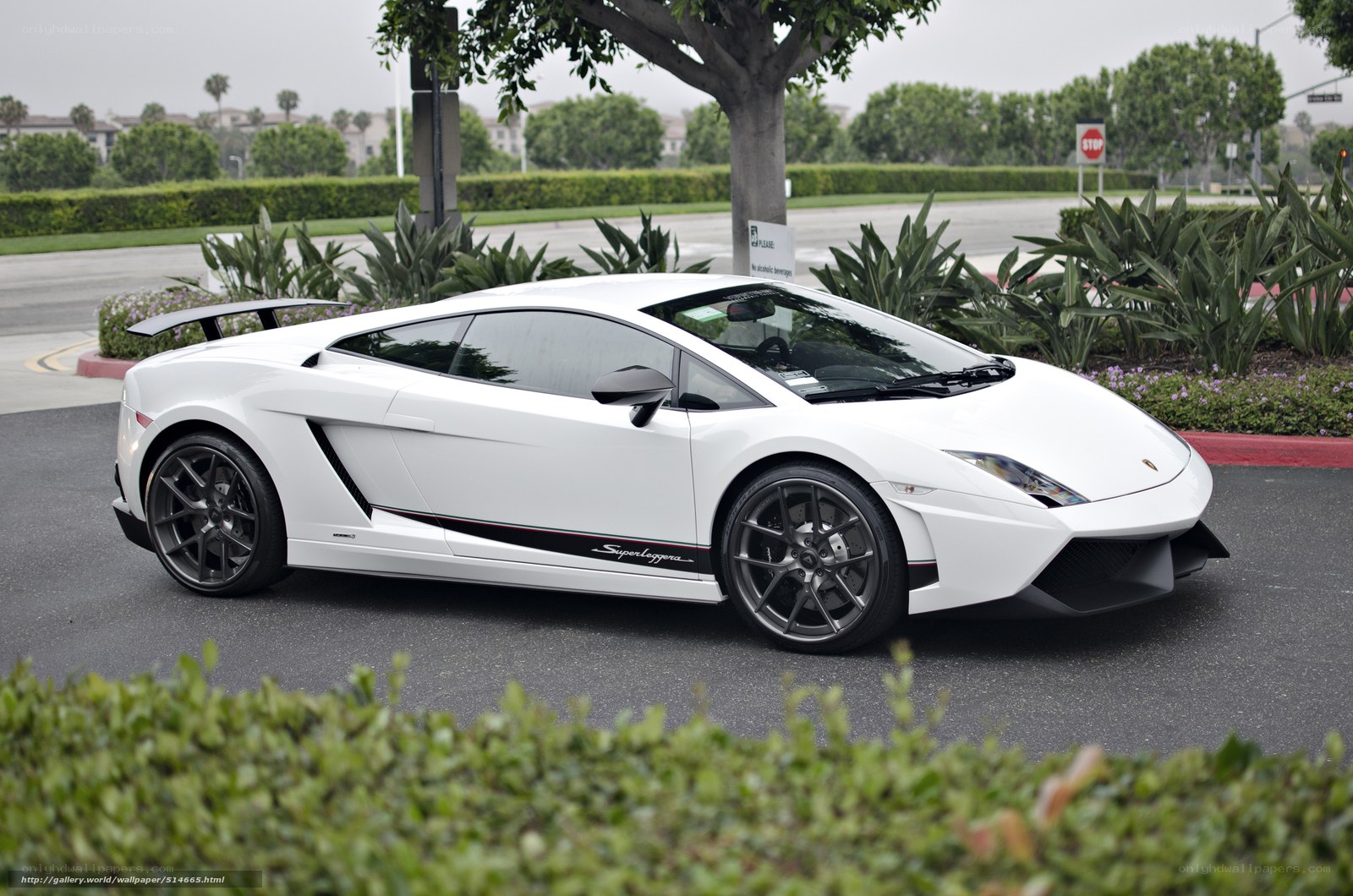 White Lamborghini Superleggera