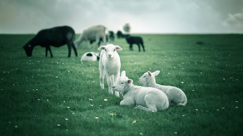 White Lambs in Field