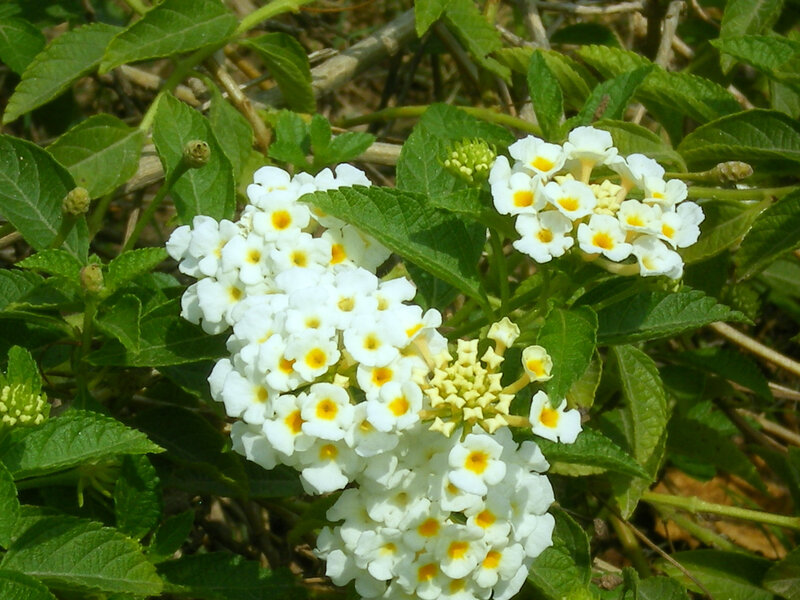 white lantana flowers