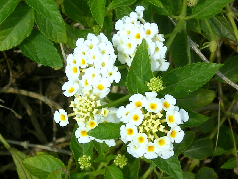 white lantana flowers