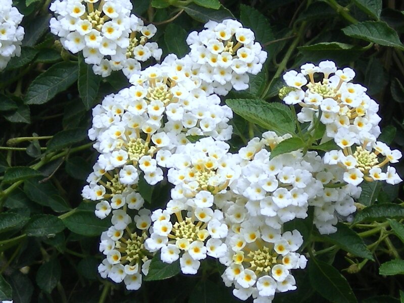White Lantana Flowers — Calm