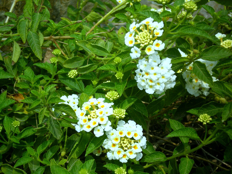 white lantana flowers in bloom