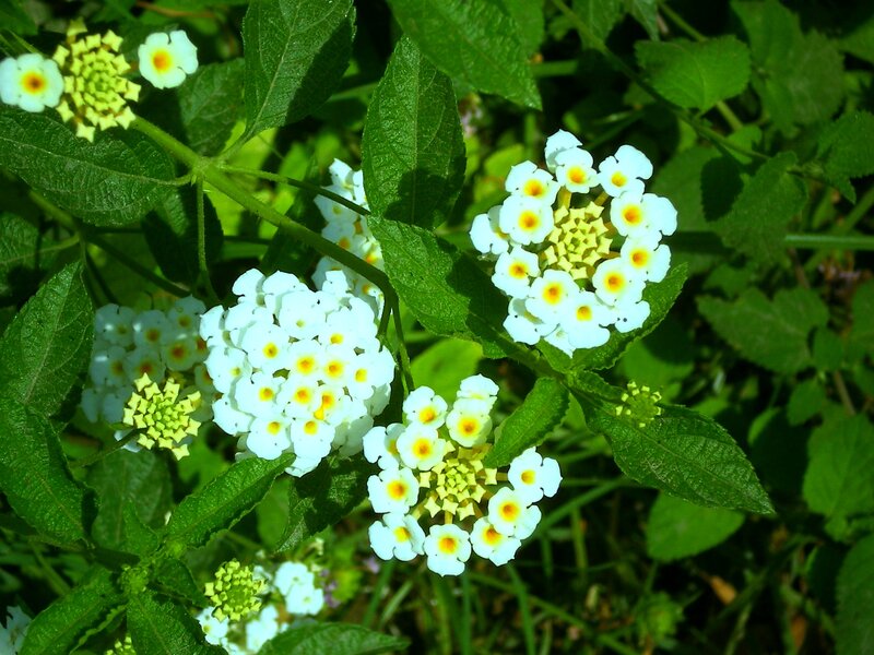 White Lantana Flowers — Natural