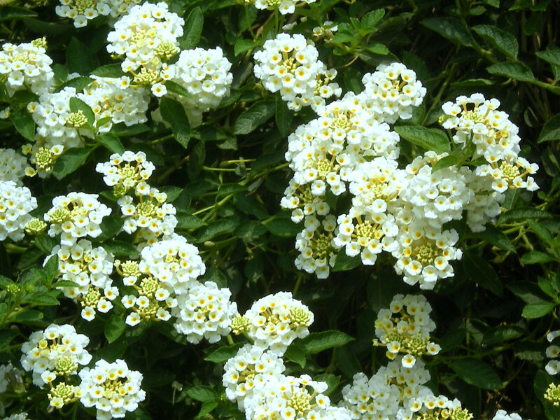 white lantana flowers