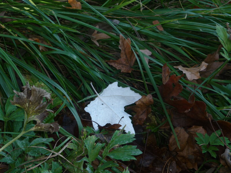 White Leaf on Grass