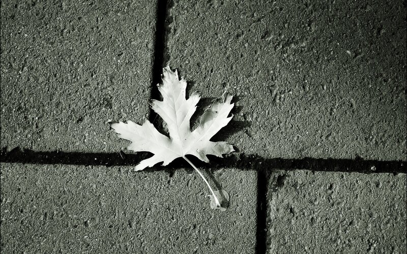 White Leaf on Pavement