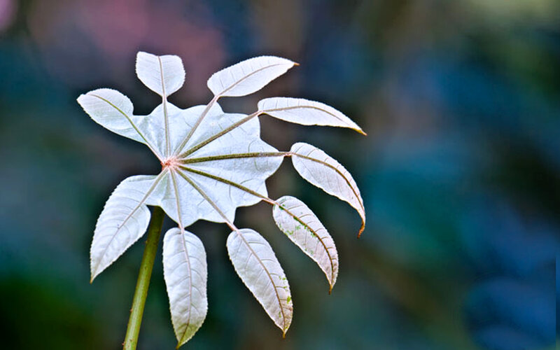White Leaf with Green Stem