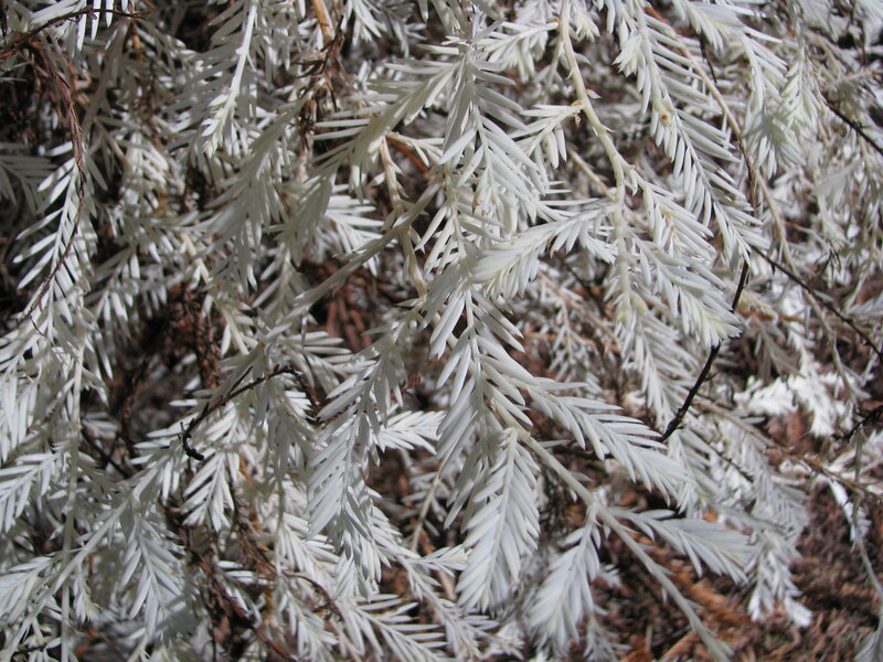 White-leafed Plant