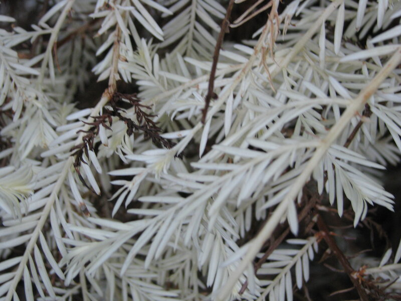 White-leafed Plant — White