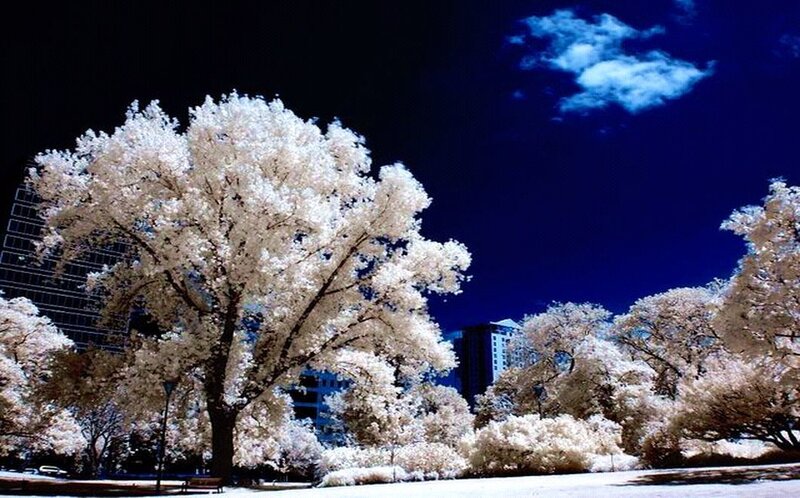 White-leafed Trees at Night