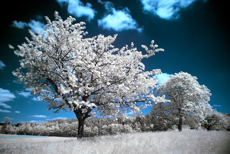 White-leafed Trees in Field — Blue