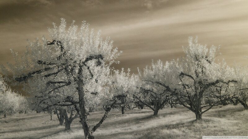 White-leafed Trees in Field