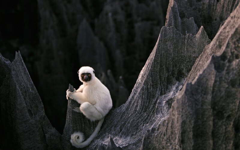 White Lemur on Rock — Dramatic