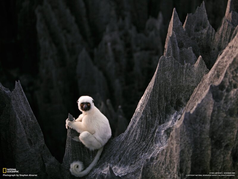 White Lemur on Rocks — Gray