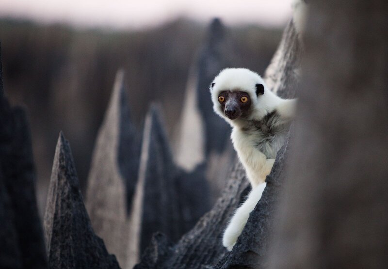 White Lemur on Rocks
