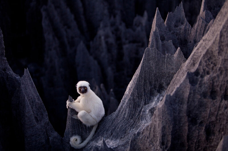 White lemur on rocky cliff