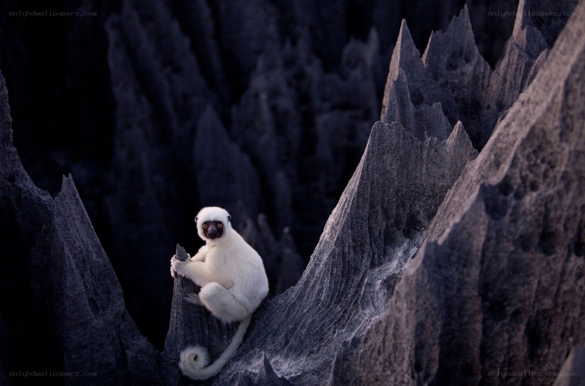 White lemur on rocky cliff