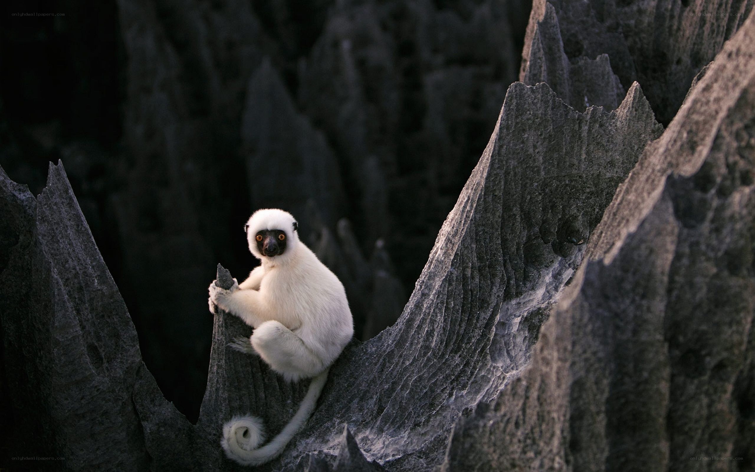 White lemur on rocky cliff