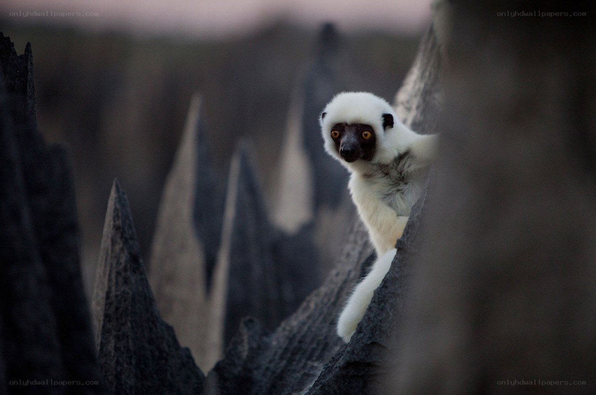 White lemur on rocky terrain