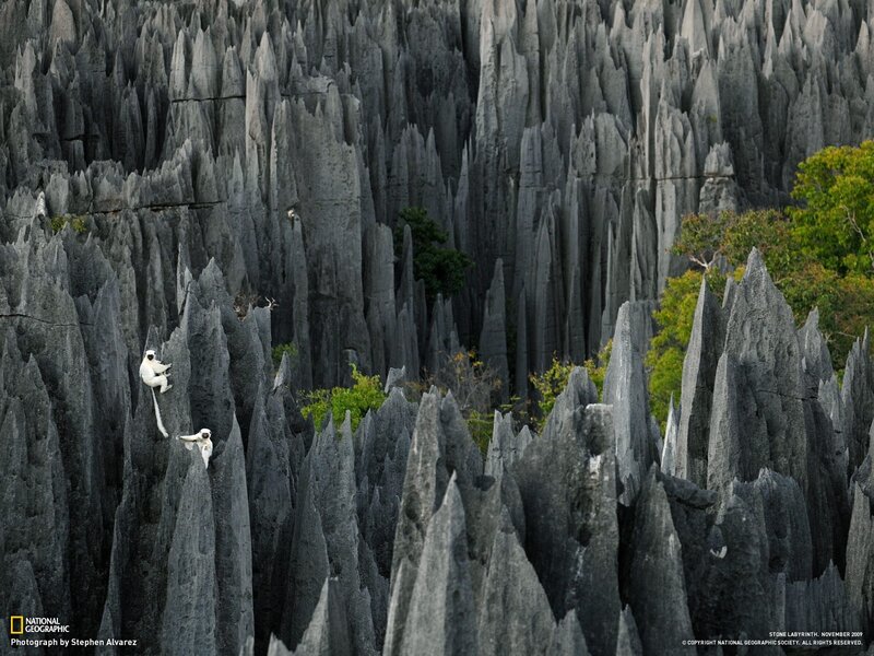 White Lemurs on Rocks
