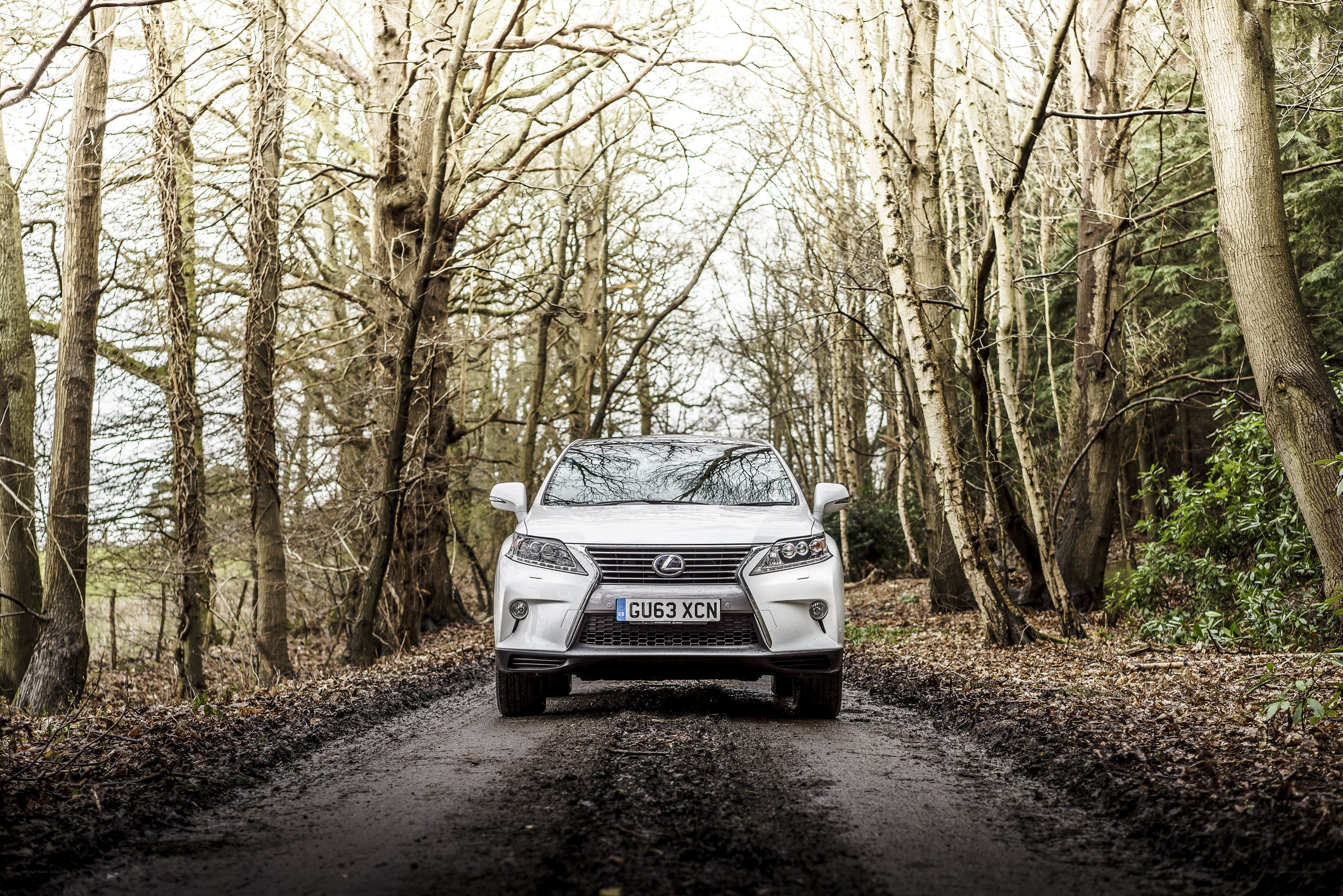 White Lexus on forest road
