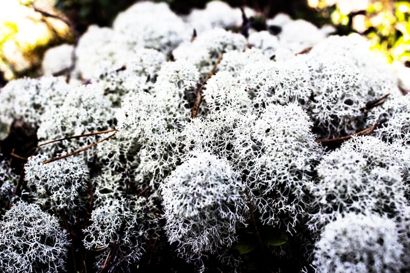 White Lichen Clusters