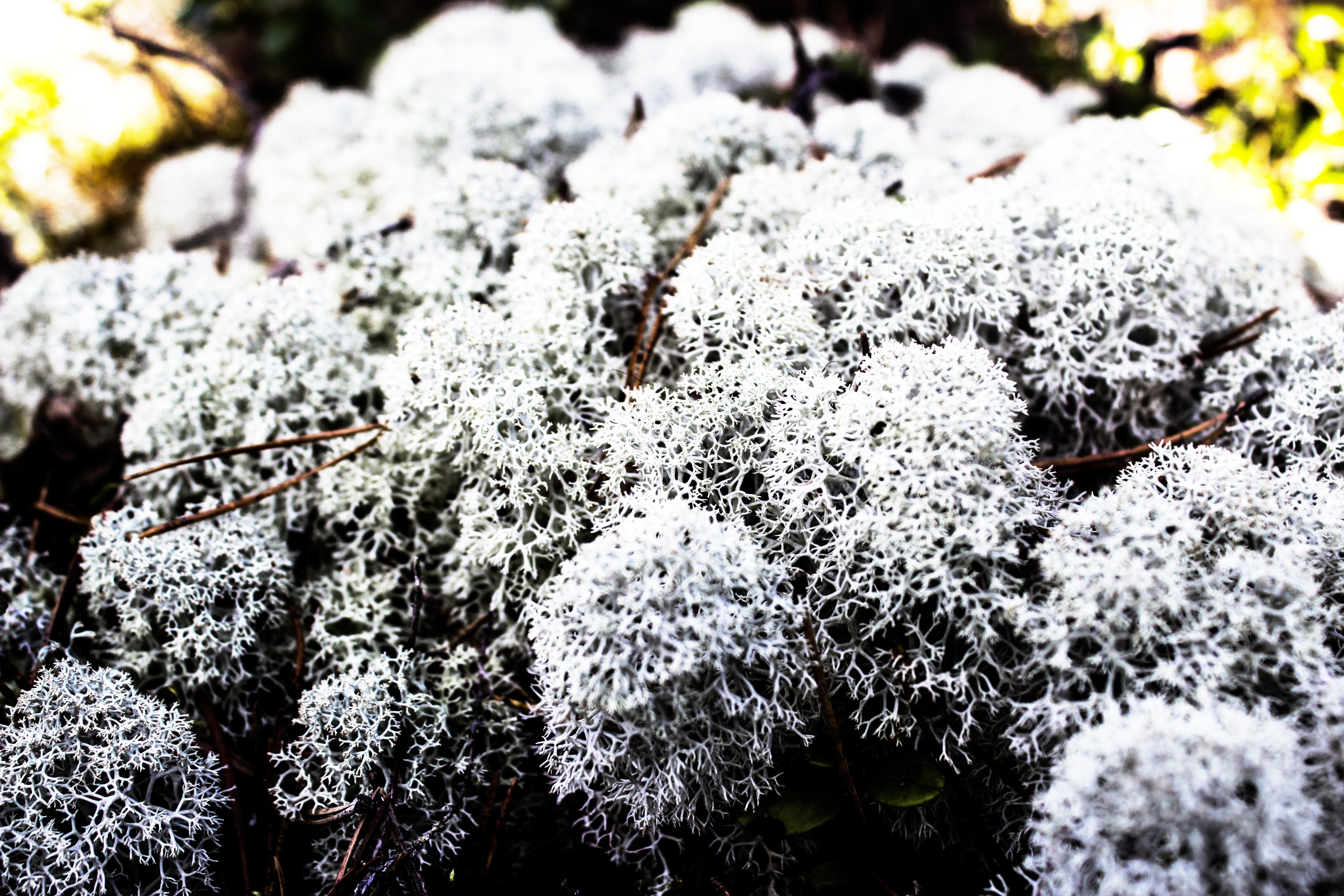 white lichen on forest floor