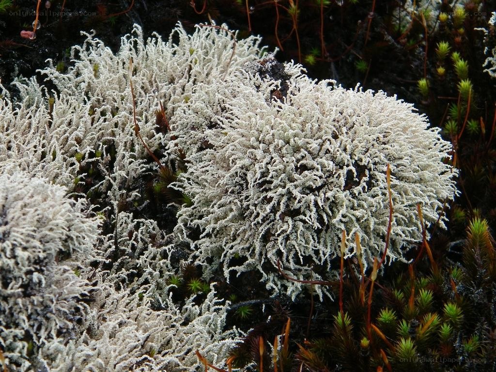 white lichen on forest floor
