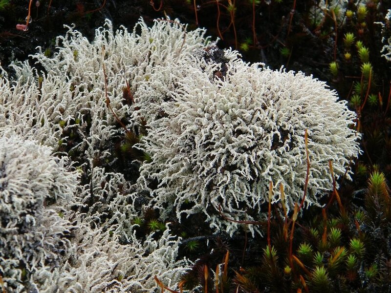 White Lichen on Ground