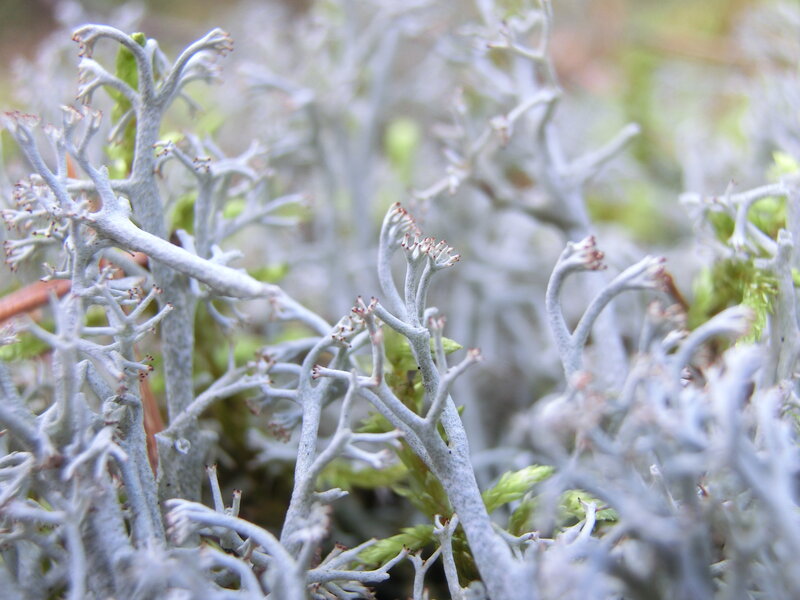White Lichen on Moss