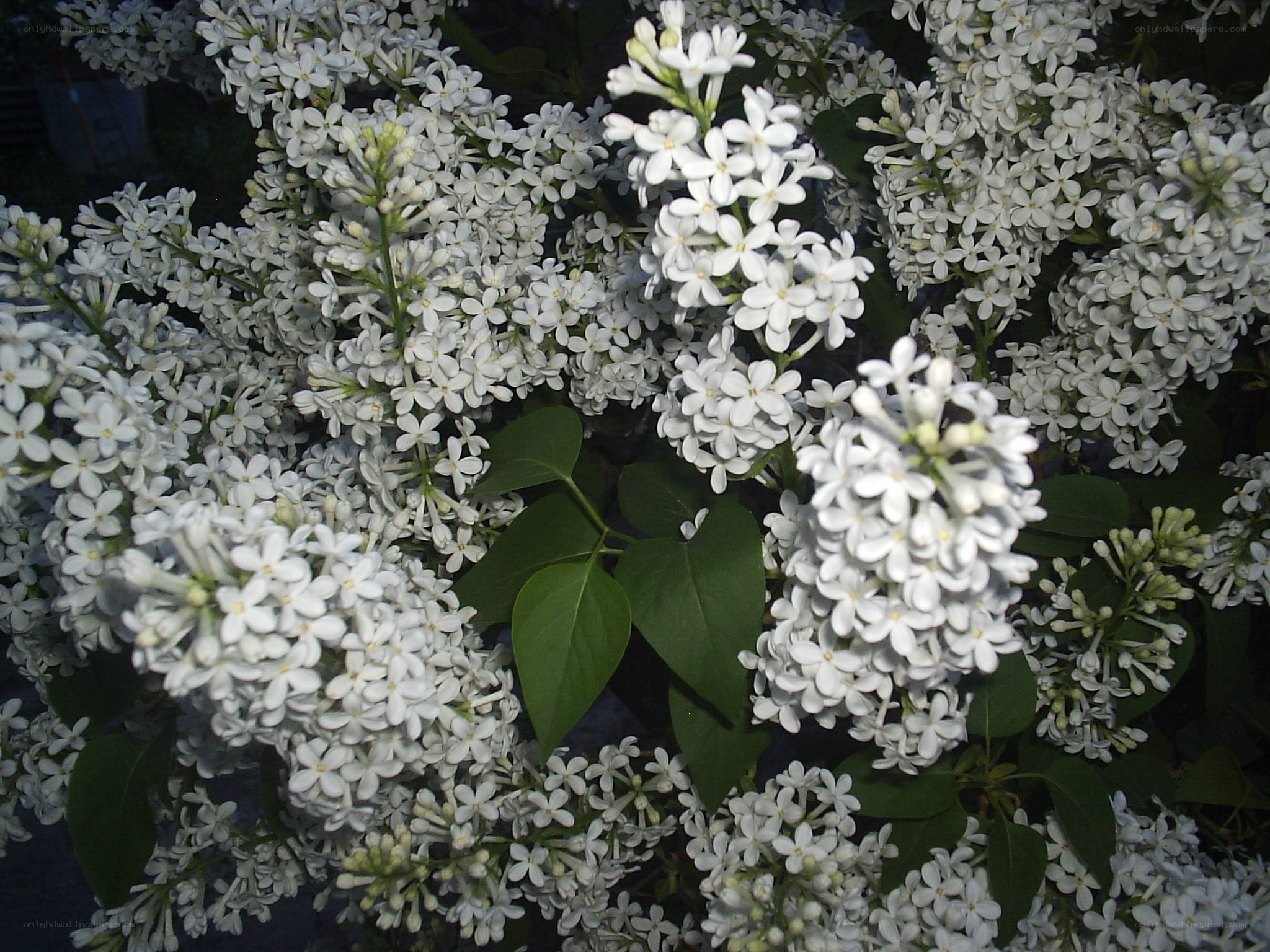 white lilac blossoms