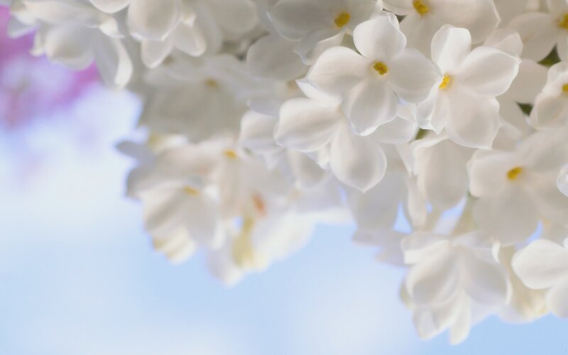 white lilac blossoms