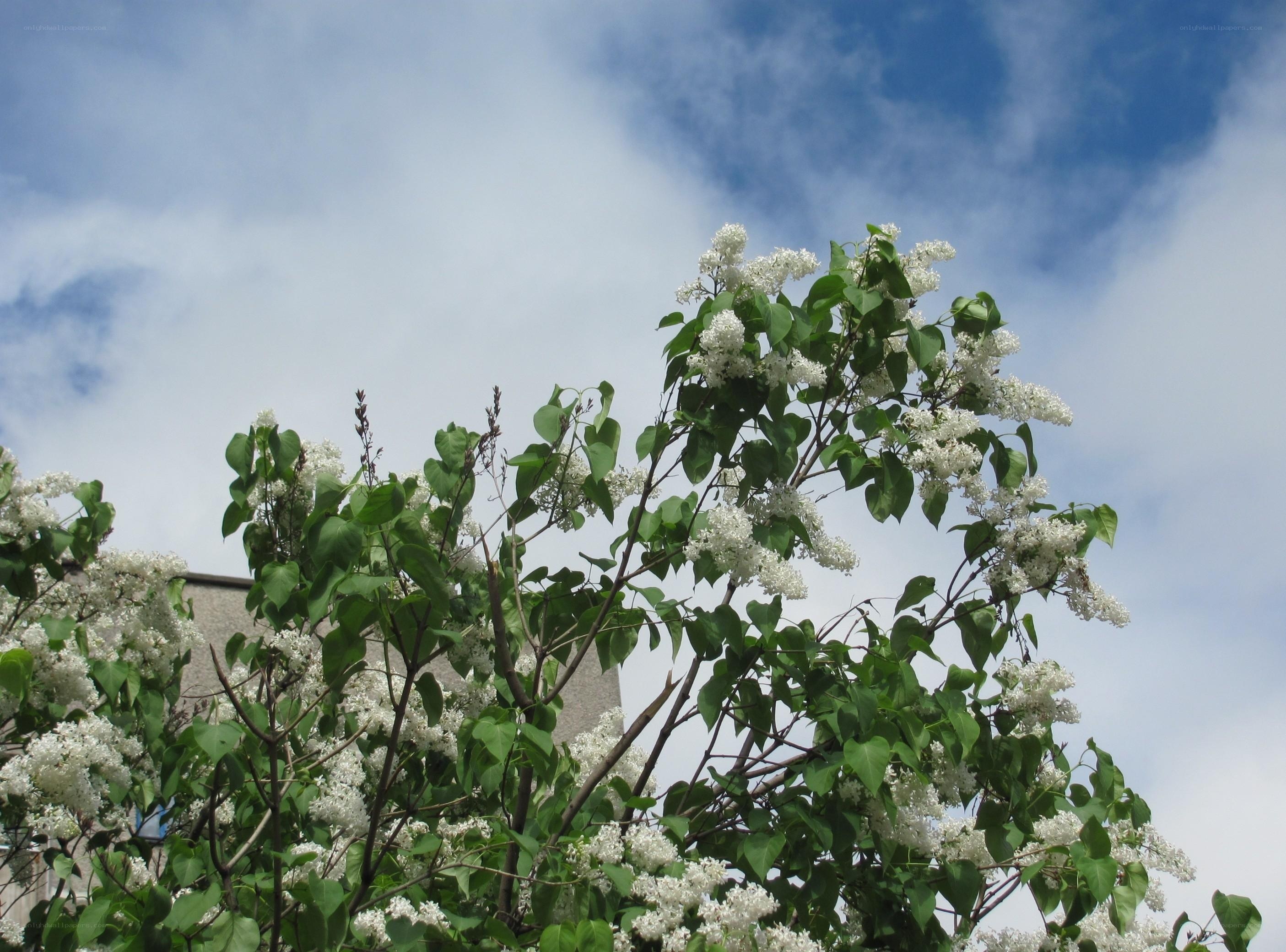 White lilac blossoms against blue sky