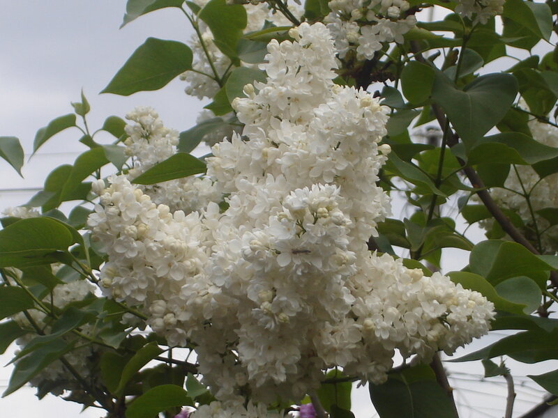 White lilac blossoms in bloom