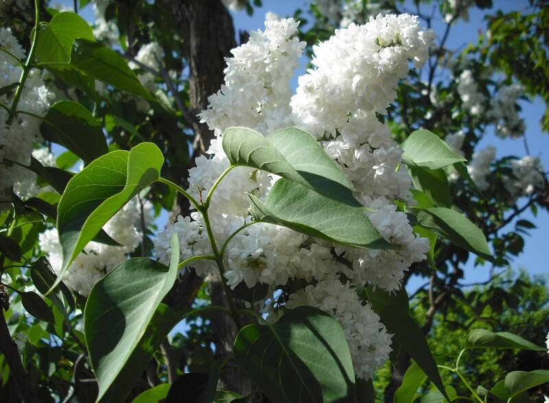 White lilac blossoms in sunlight