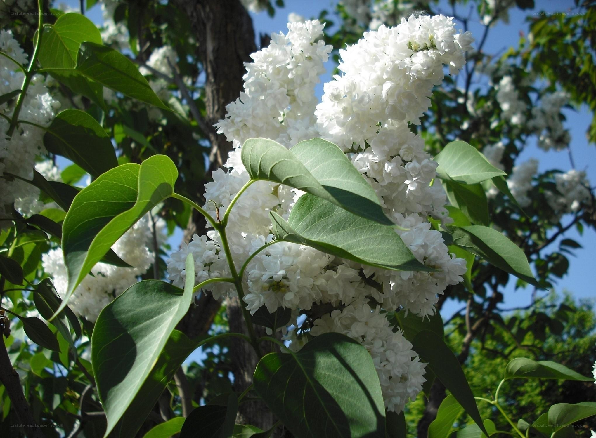 White lilac blossoms in sunlight