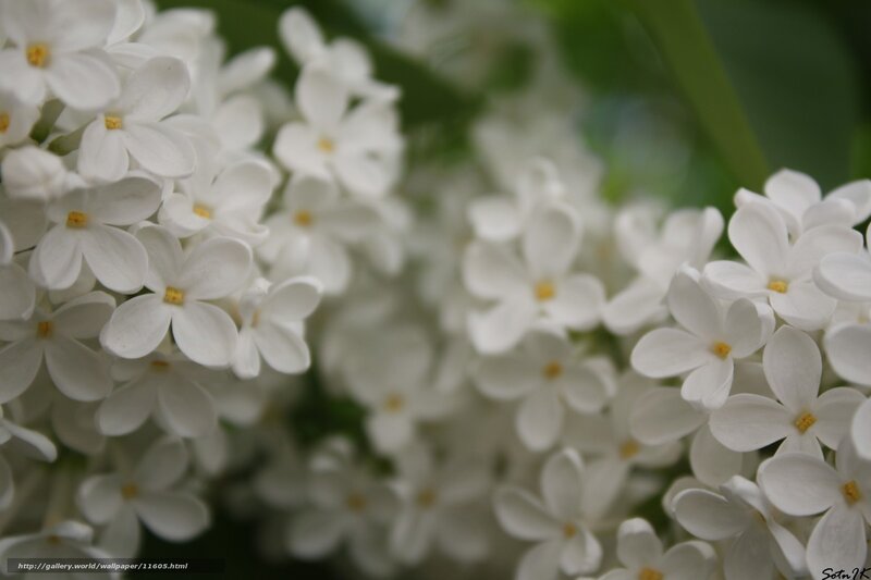 White lilac blossoms