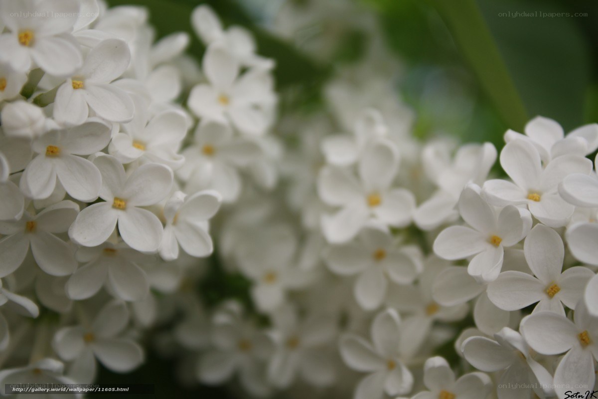 White lilac blossoms