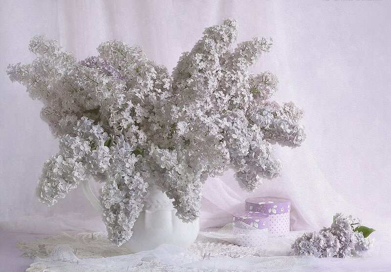 White Lilac Bouquet — Serene, Photograph, Vase, Gift Boxes