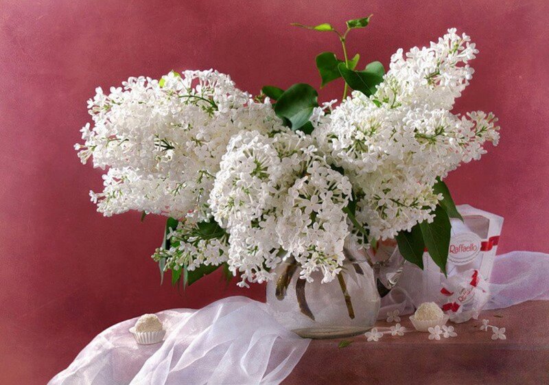 White Lilac Bouquet — Serene, Photograph, Vase, Raffaello Candies
