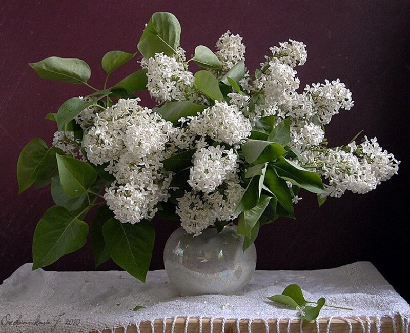 White Lilac Bouquet — Serene, Photograph, Vase
