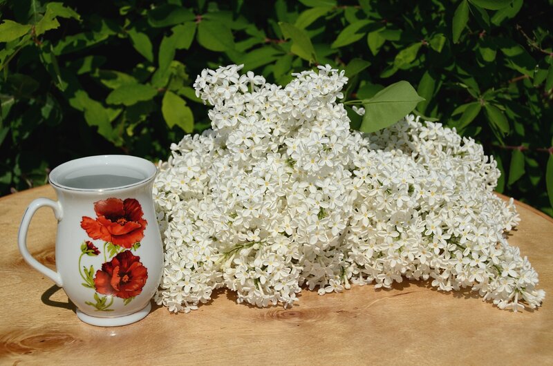 White Lilac Bouquet — Serene, Summer