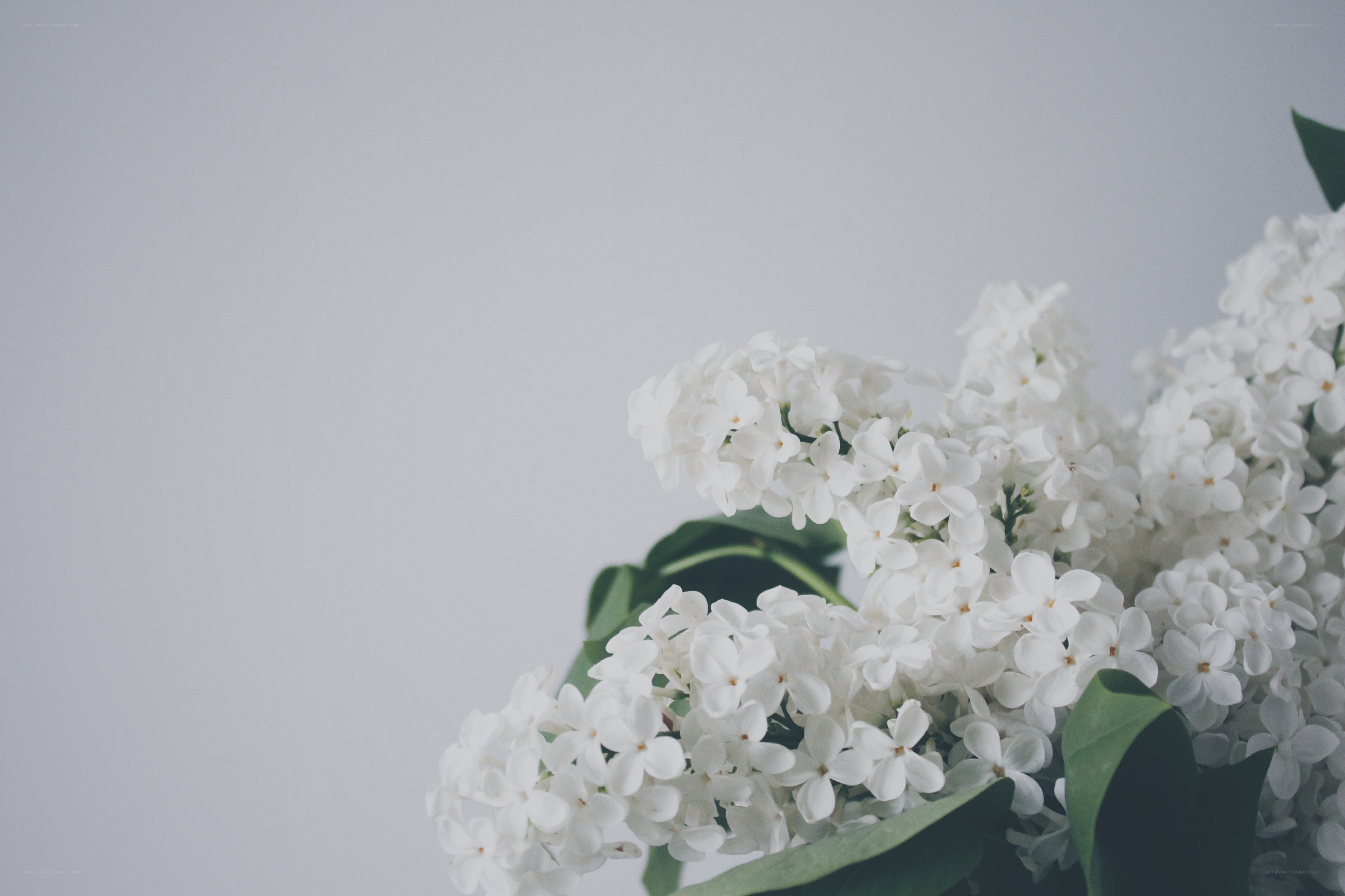 white lilac bouquet